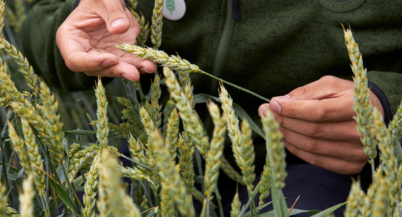 Korn til mel til professionelle